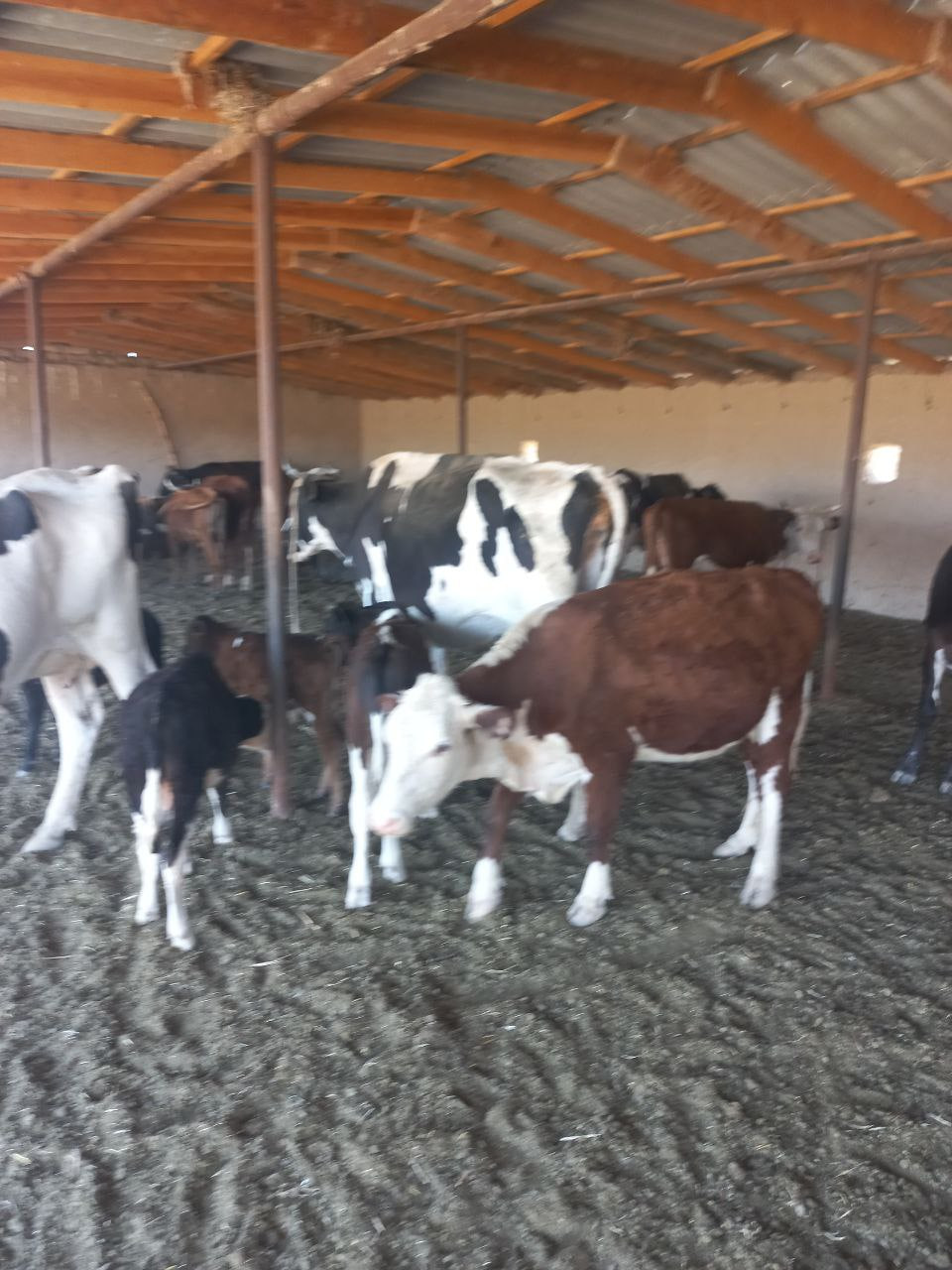 Guryanova porno rasmlar