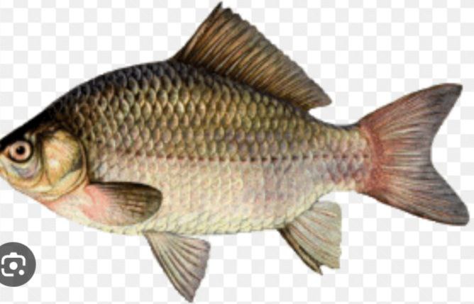 Qopol jinsiy aloqadan keyin mushuk