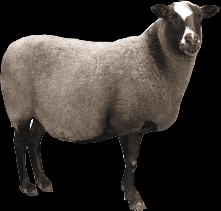 Kama Sutra: Lotusni oching