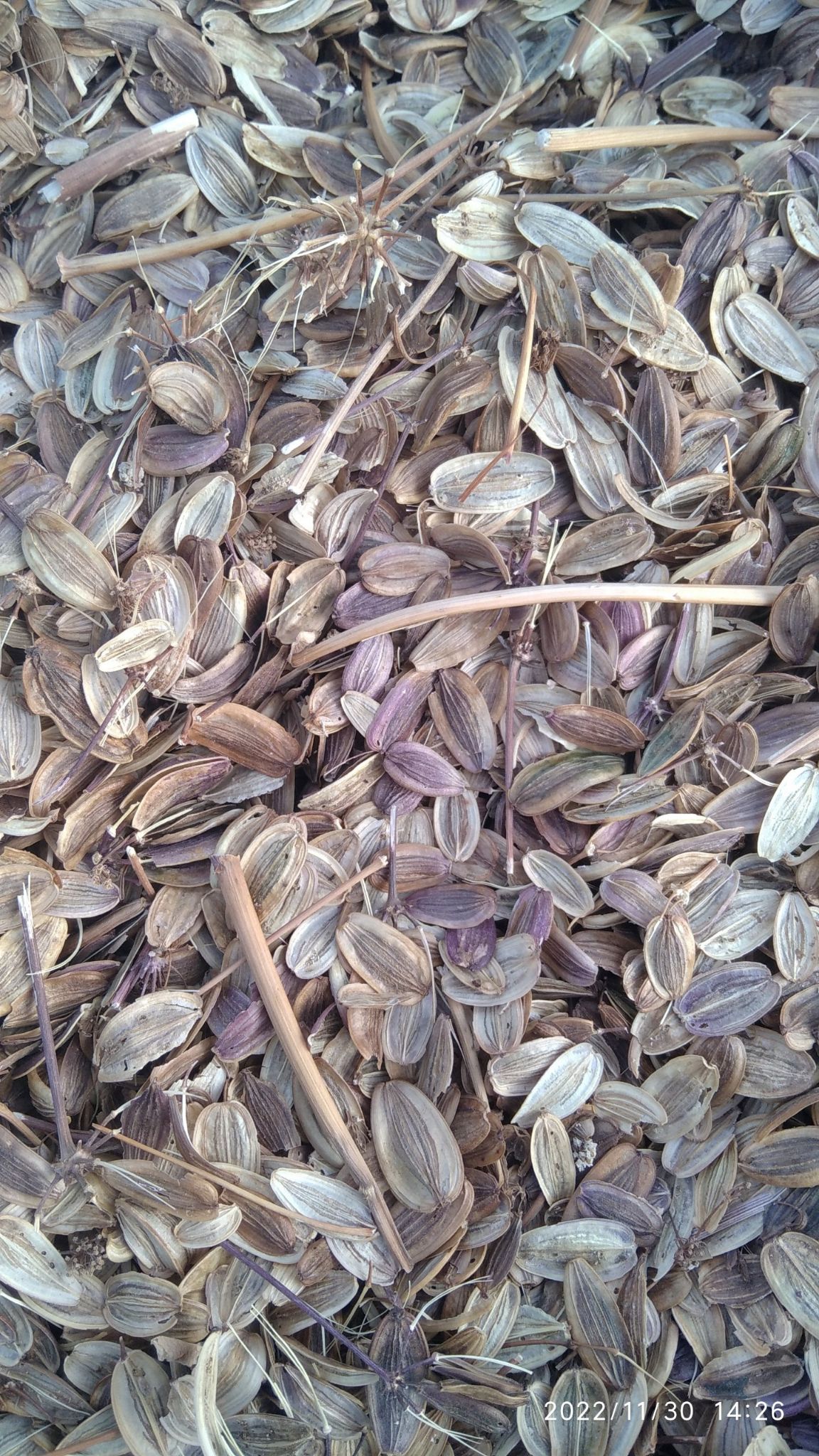 Yosh qizning eshagida