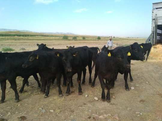 Dostlar bilan xotini porno