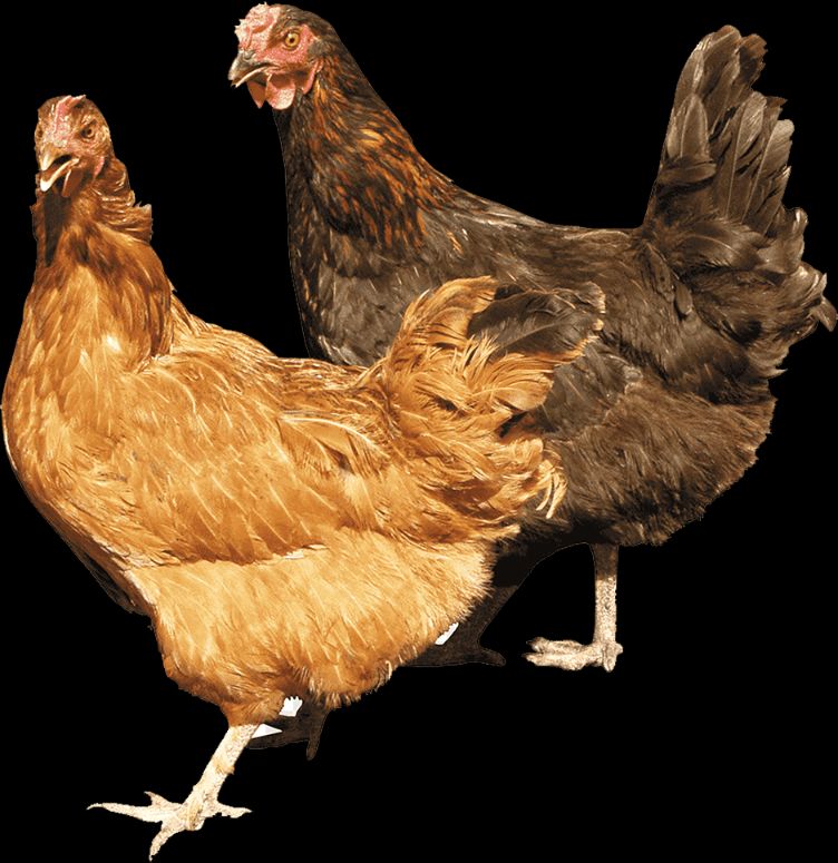 Universitet hojatxonasida yashirin kamera