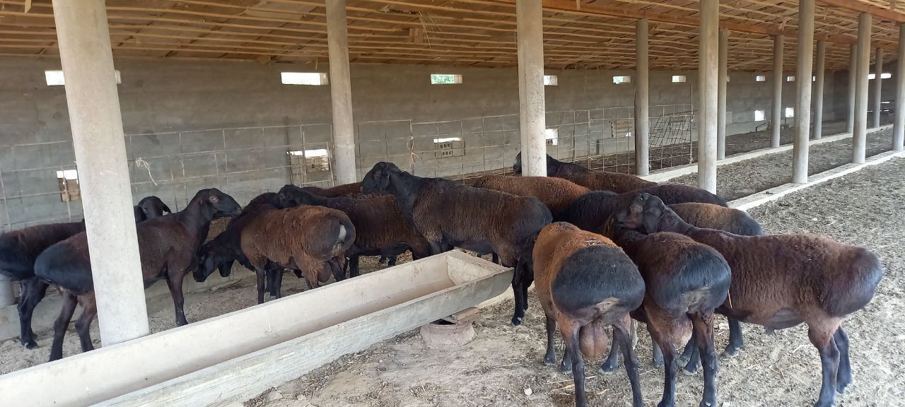 Үлкен вагиналар бейнеленген порно видеолар