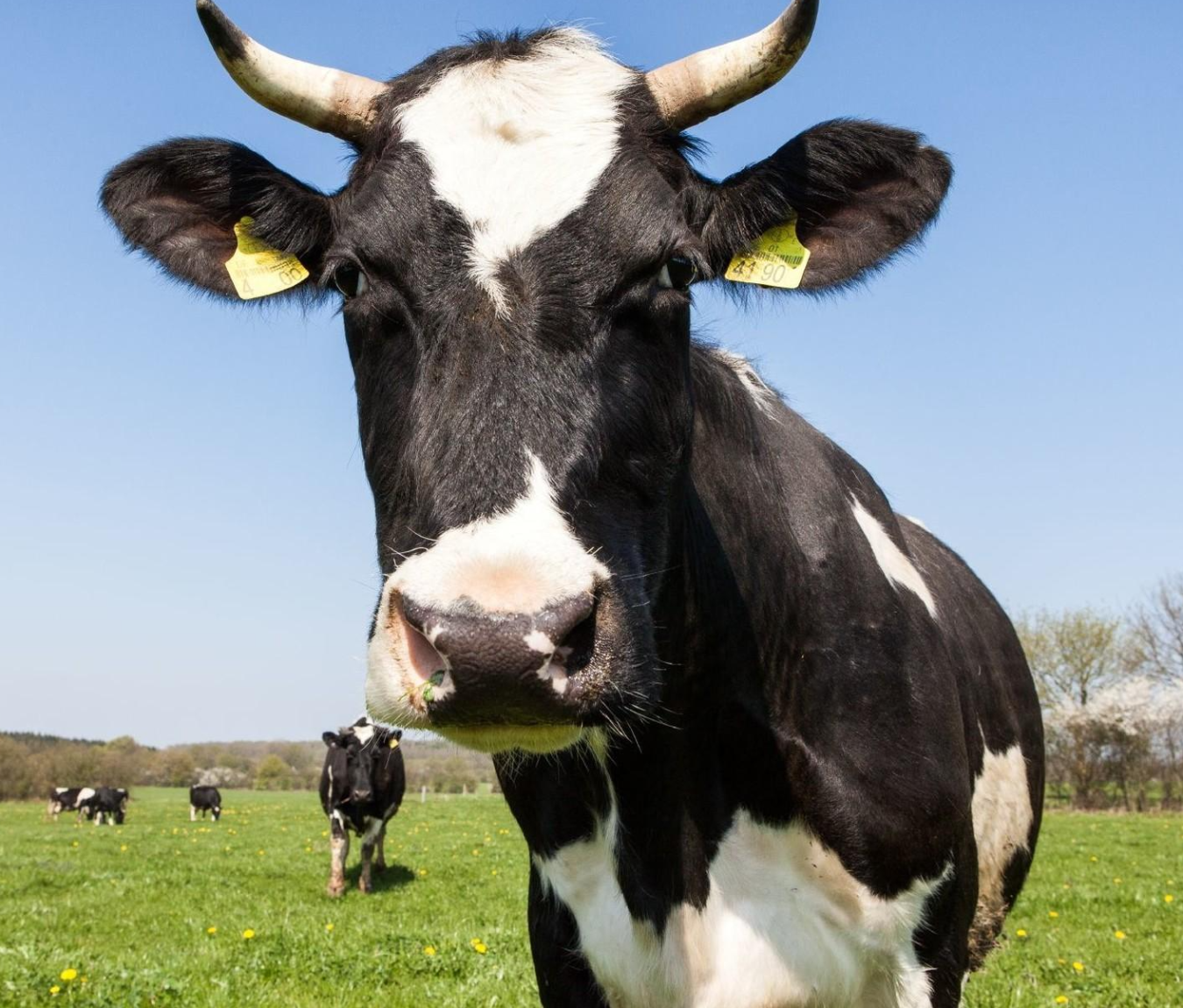 Yetuk ayol jinsiy aloqa qilishni xohladi