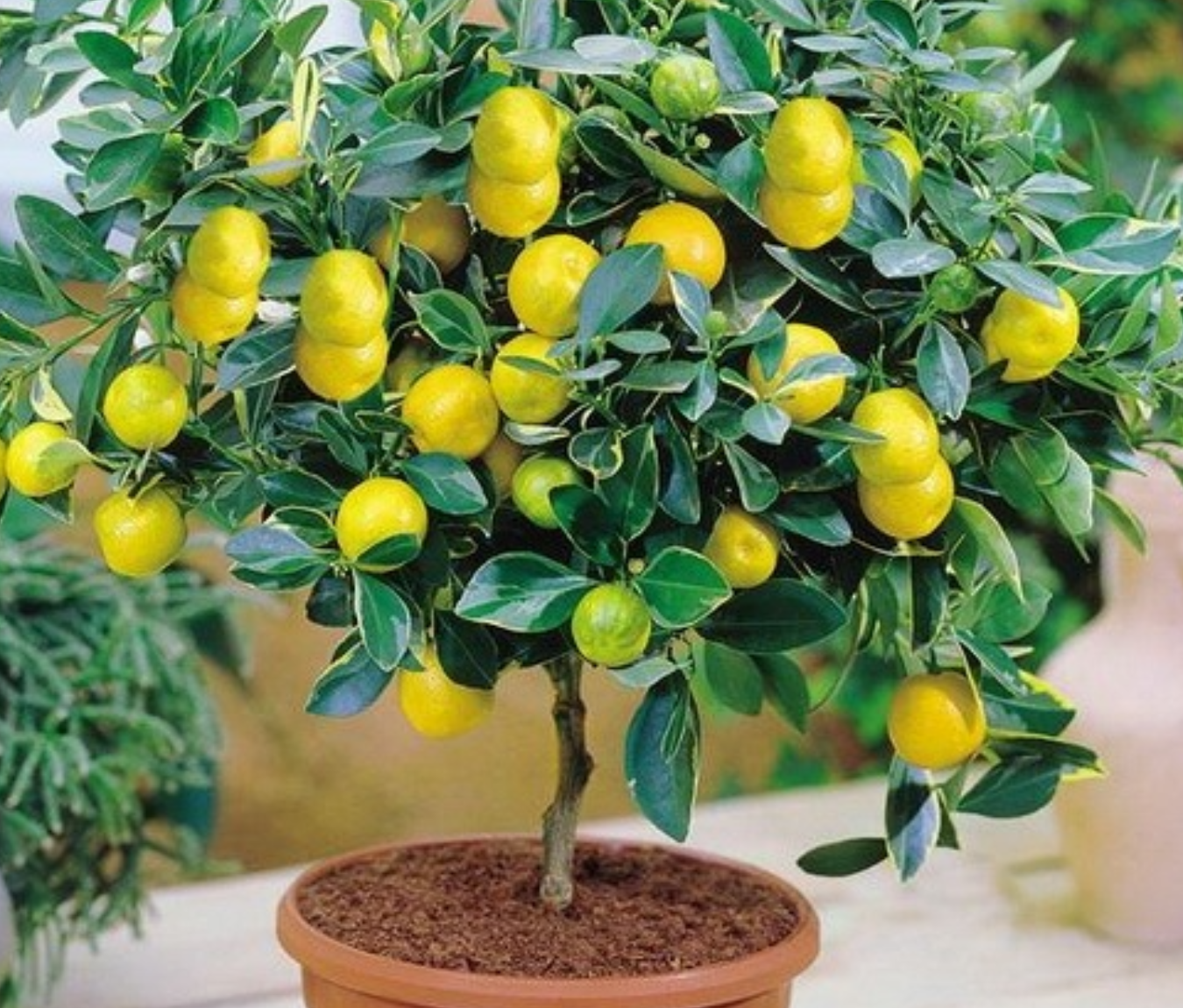 Лимон мейера листья. Лимон дерево. Лимонник дерево. Почему растет лимон. Почему растет лимон.