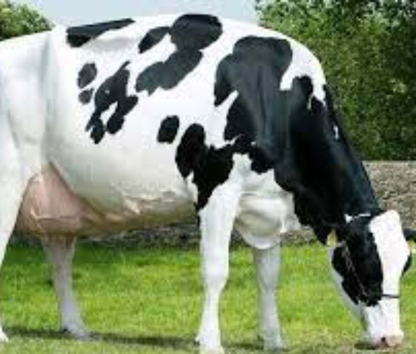 Qoramol jinsiy aloqa