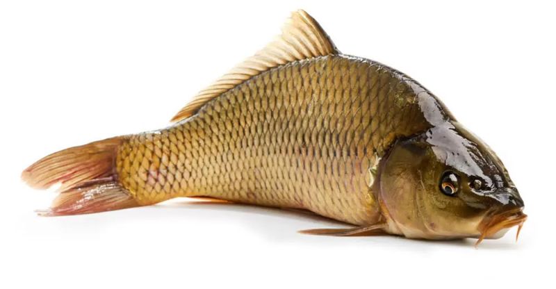 Мен досыма ақша үшін мені жалауға рұқсат бердім.