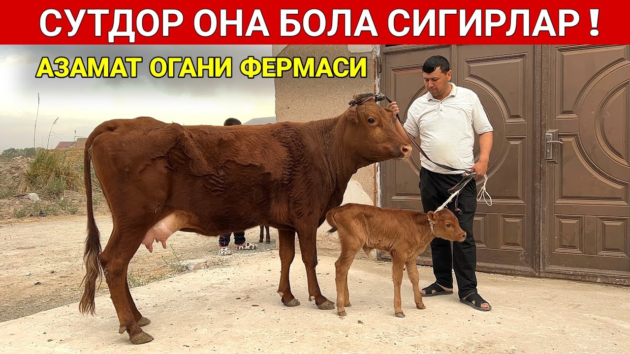 külotlu çorap bilan erotik qullik