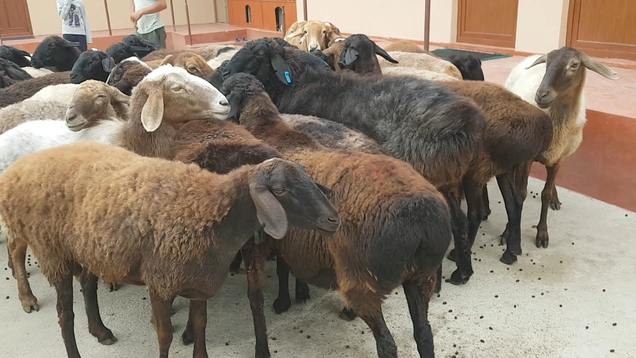 Sherik bilan porno jinsiy aloqa