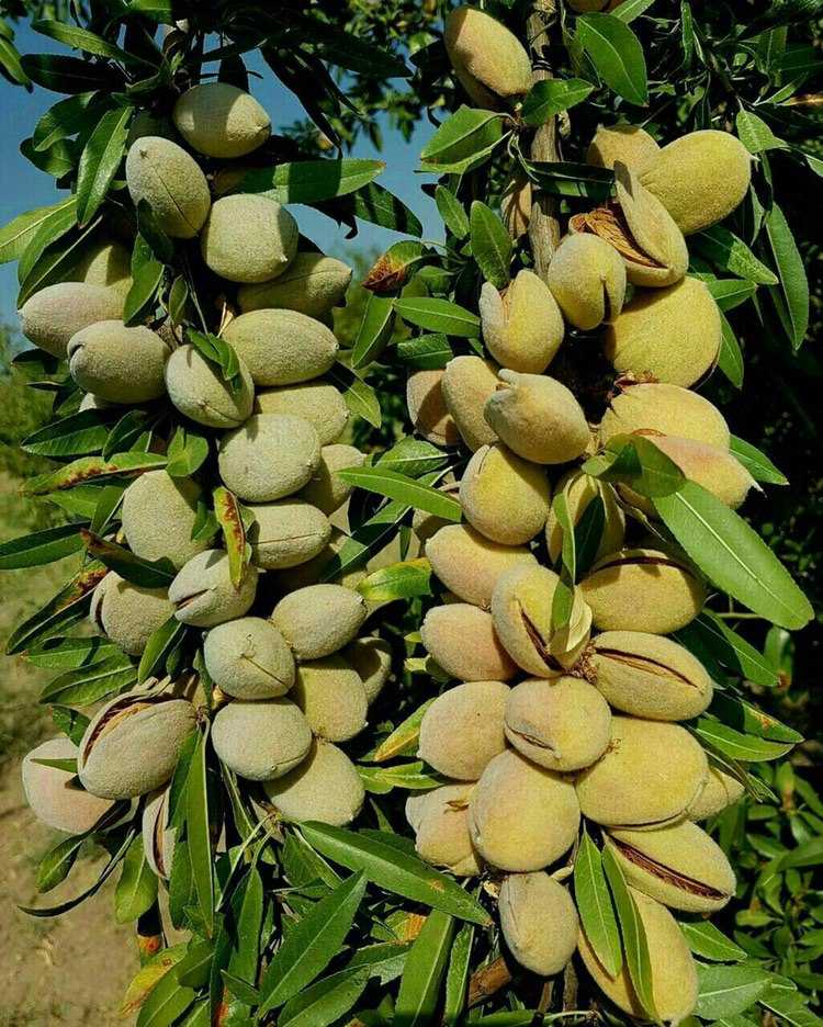 Moldovalik yosh ayol bilan jinsiy porno