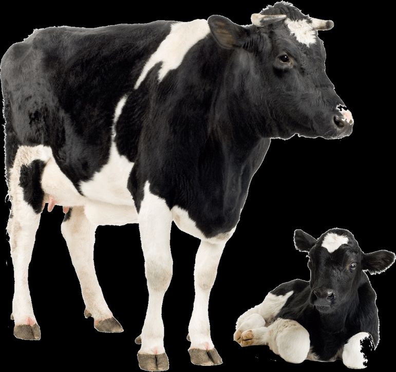 Toliq metrajli retro pornografiya