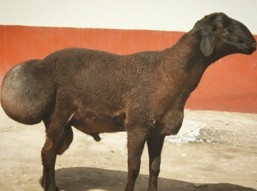 Chiroyli semiz ayollarning katta kokraklari