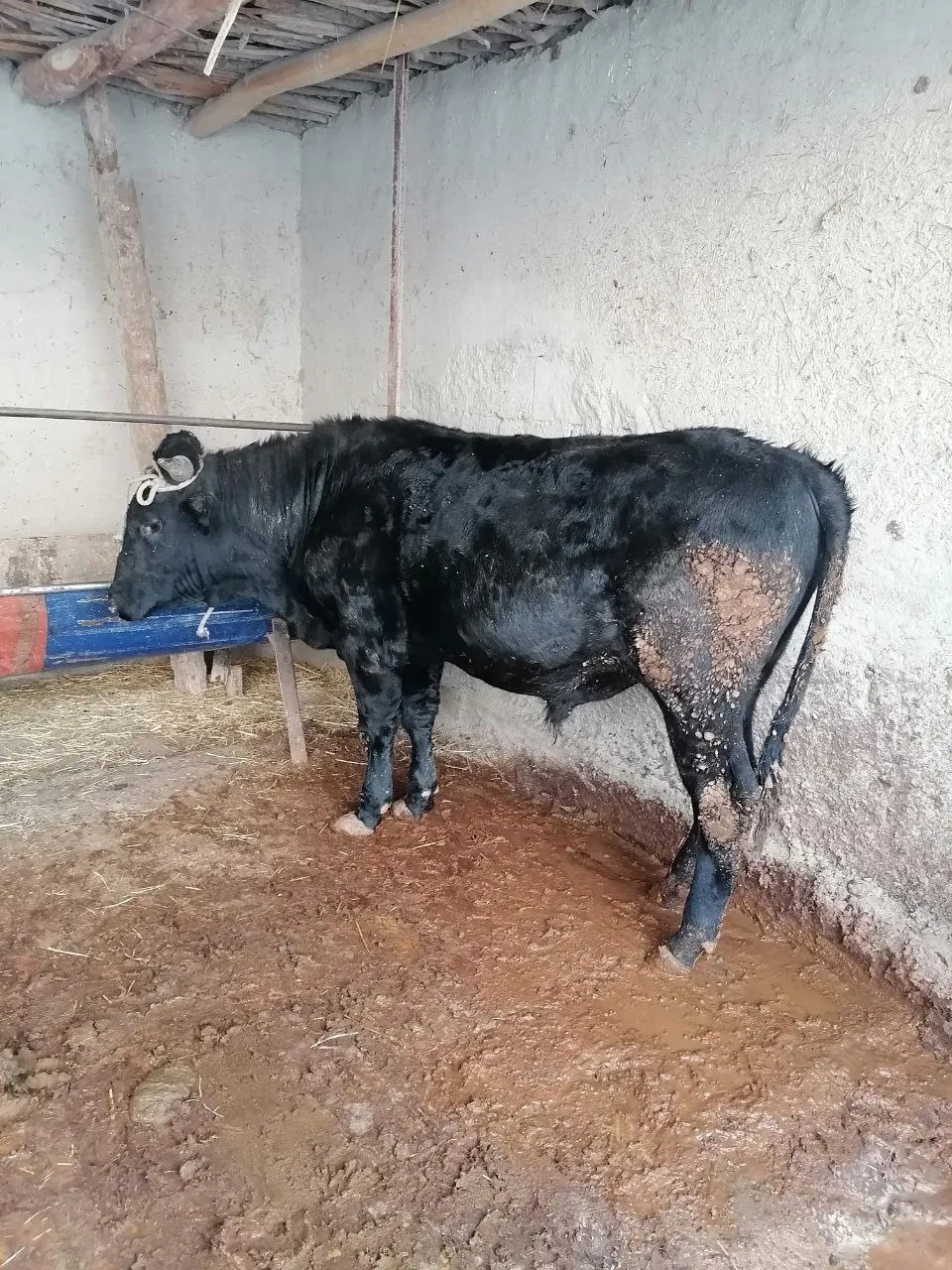 Taytlar ostidagi külotlardagi dumbalar fotosurati