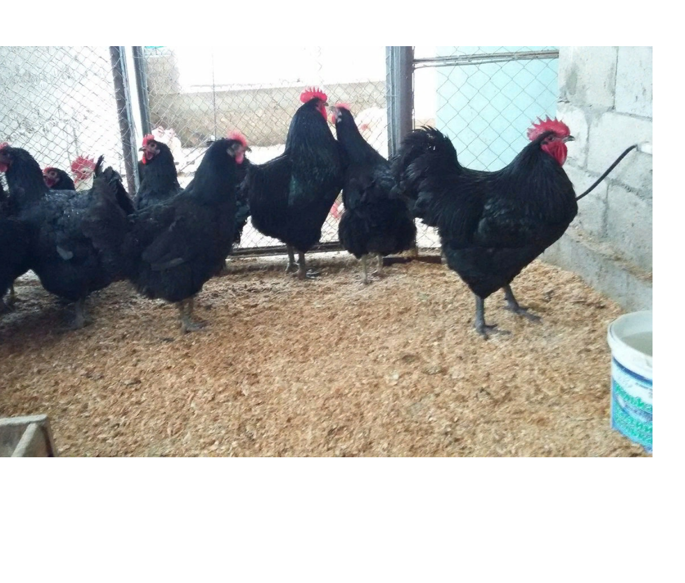 The Jersey Giant Chicken: An Outstanding Heritage Meat Breed - Backyard Poultry 