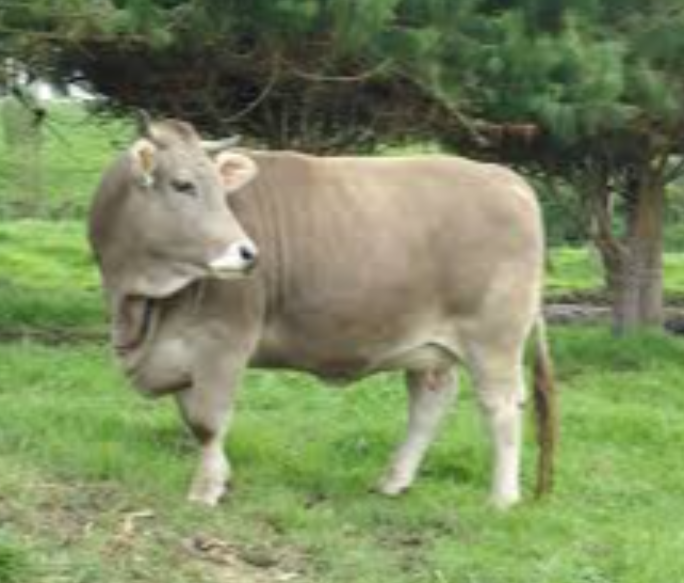 Qishloqdagi ayolni sikish