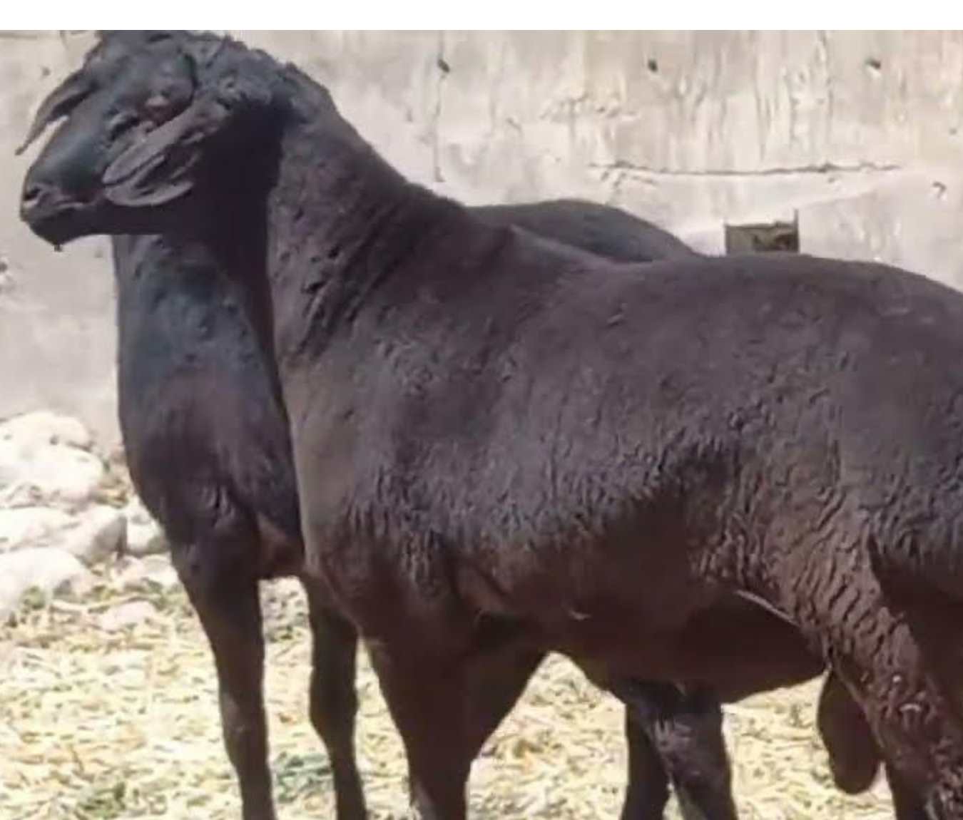 qo'y | Smart-market.uz