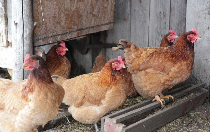 Humans can tell by chickens' calls if they are happy or frustrated, research fin