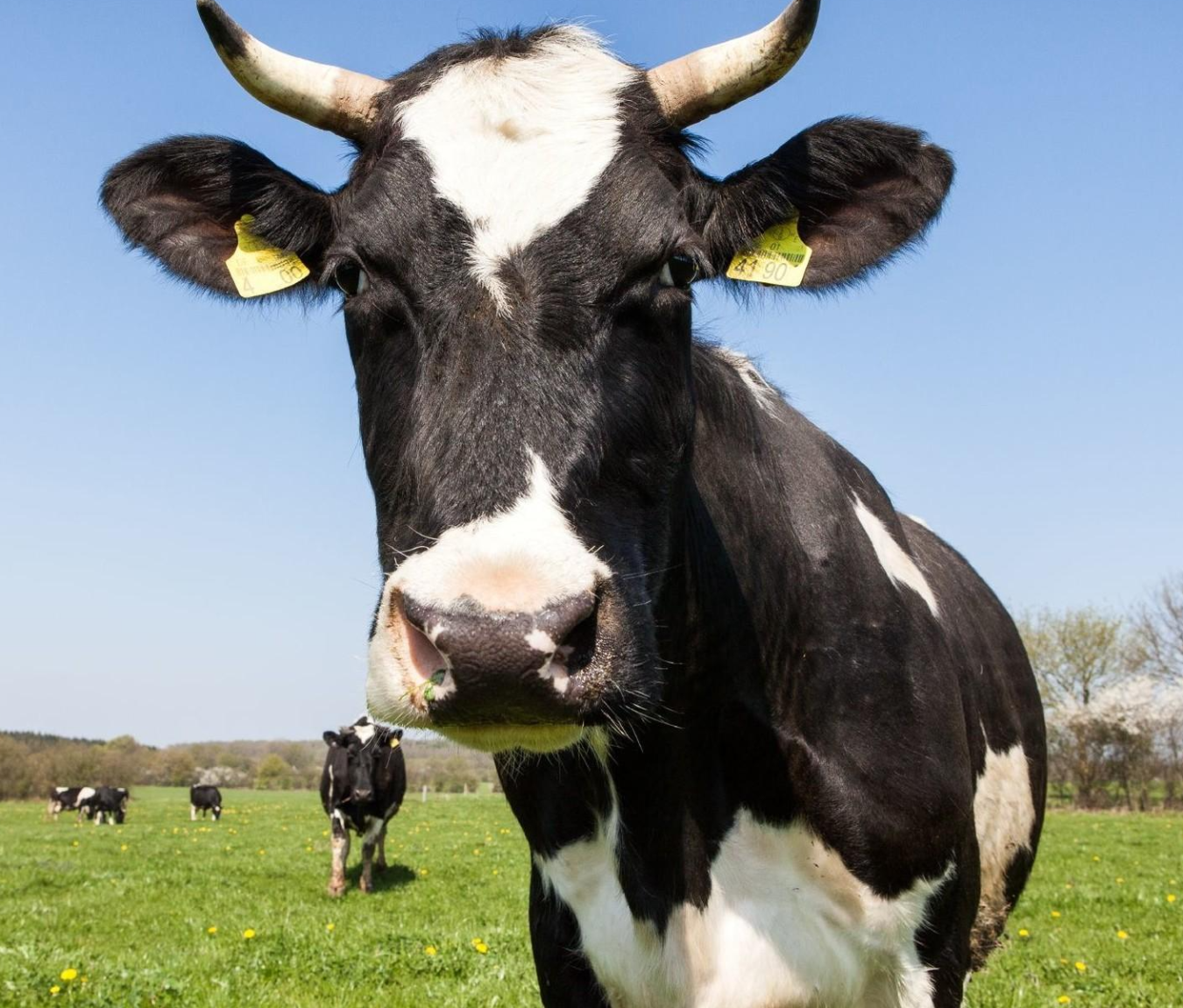 Qalampirdan yalangoch va kulgili