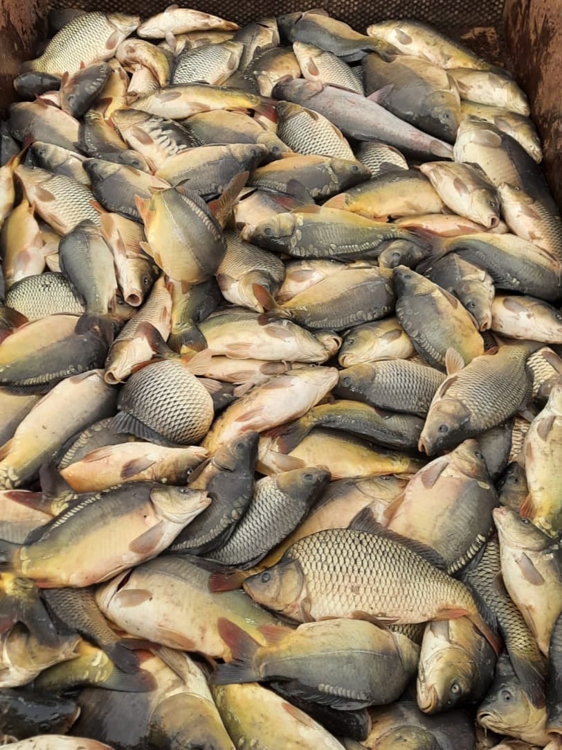 Хината жалаңаш және оның сиськи