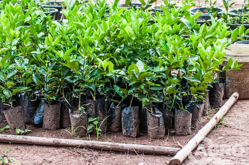 Vaginada tugyonga ketgan teri