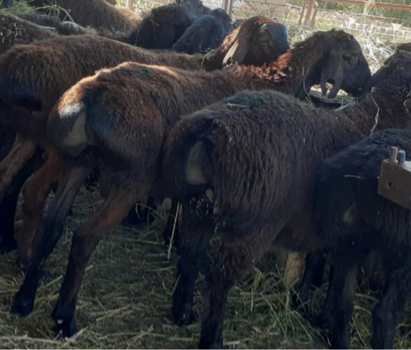 Qizlar yigitlarni aldayotgan porno