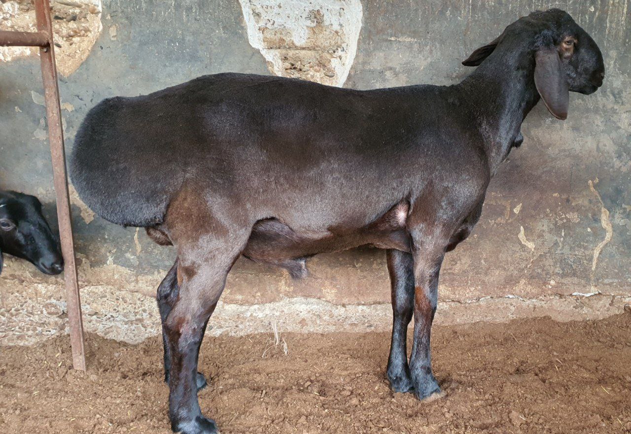 Eng keng tarqalgan jinsiy pozitsiyalar