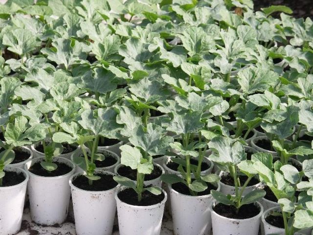 TARVUZ KO`CHATI | Smart-market.uz