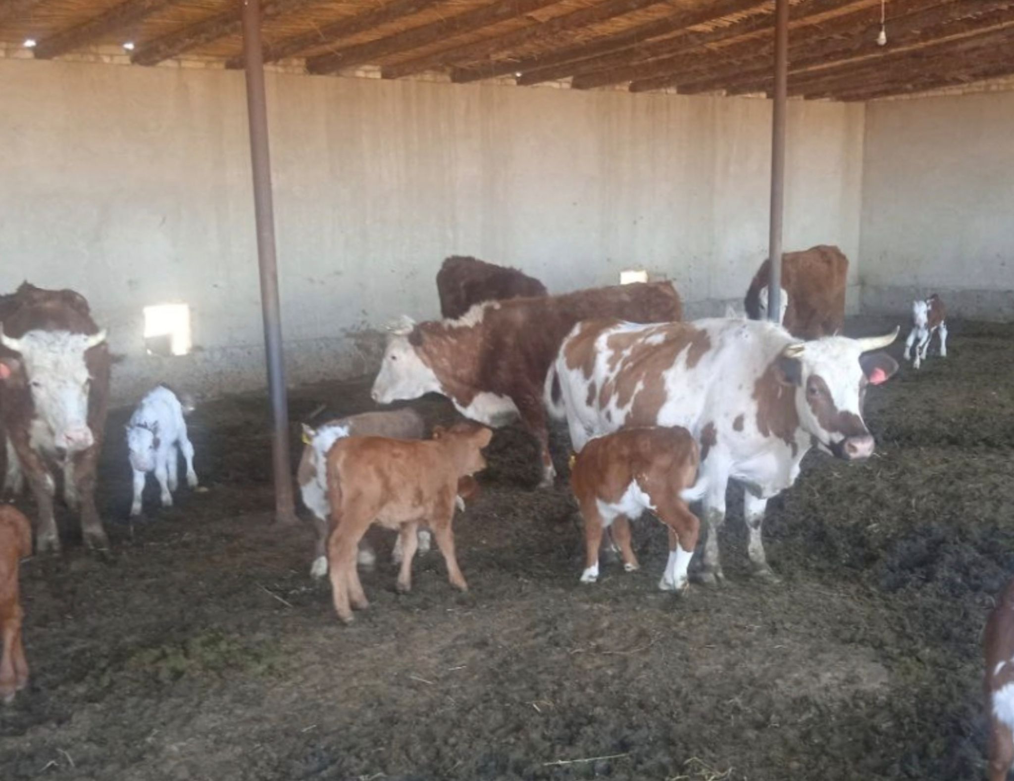 Тирик сигирлар | Smart-market.uz