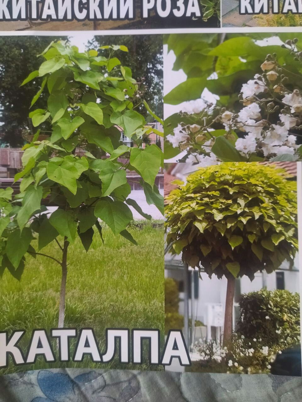 Bolalar oldida ruslar bilan toshakda jinsiy porno