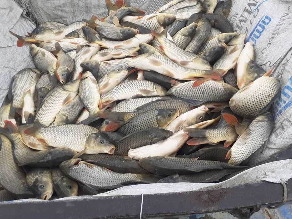 Qizni orgazmga olib kelishdi