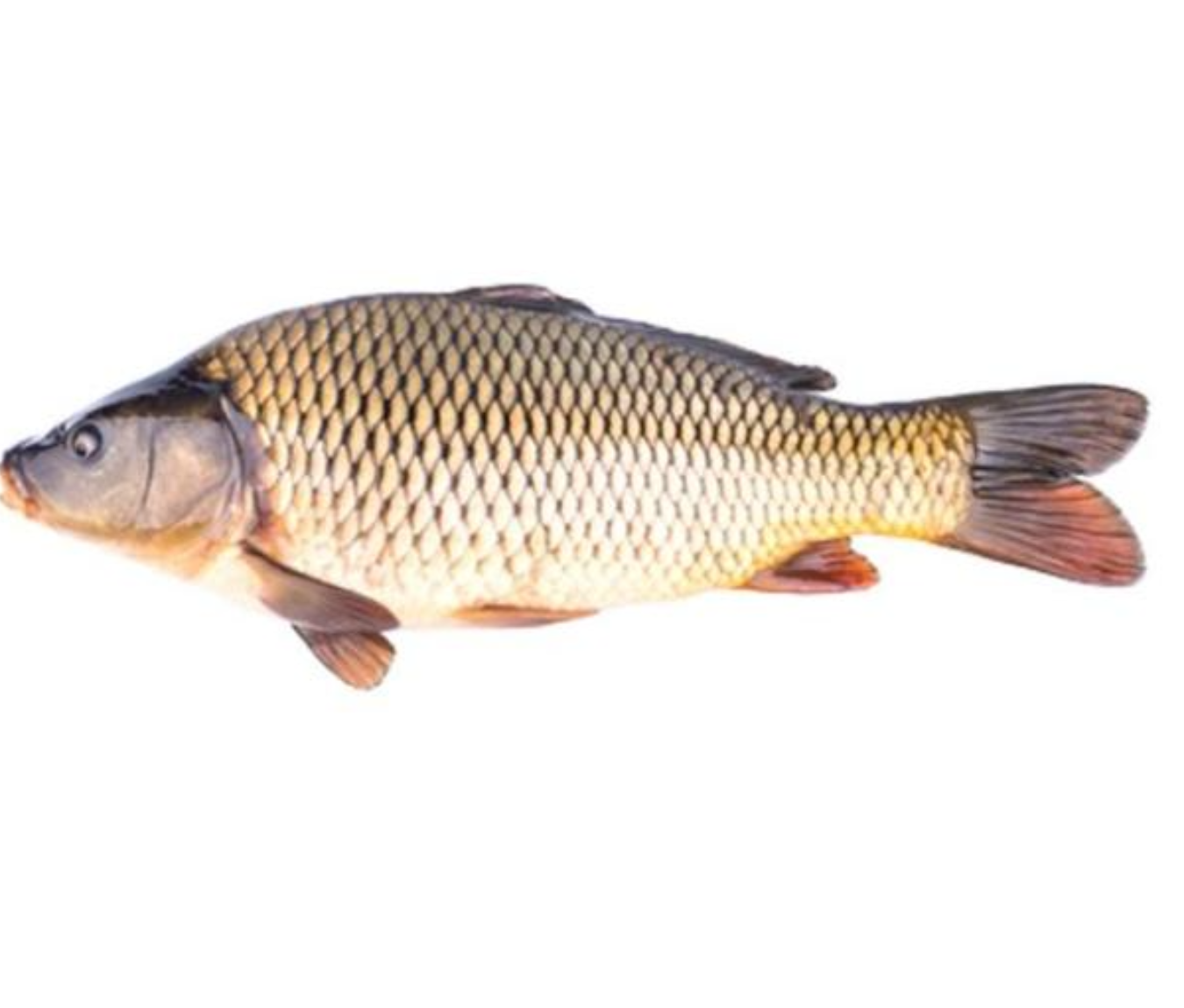 Shaggy ayollar va ularning mushuklari