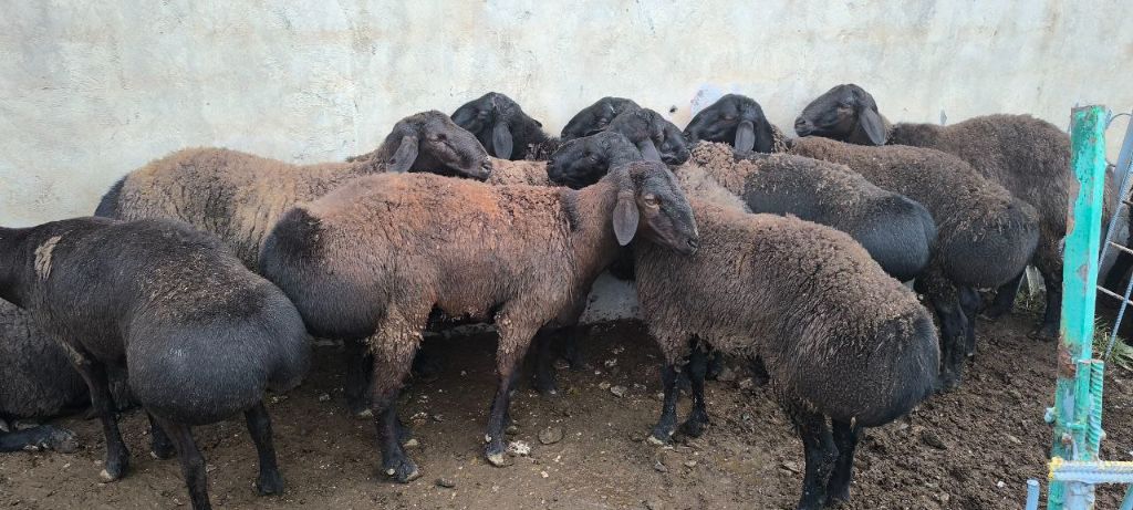 40 yoshdan oshganlar uchun rus porno